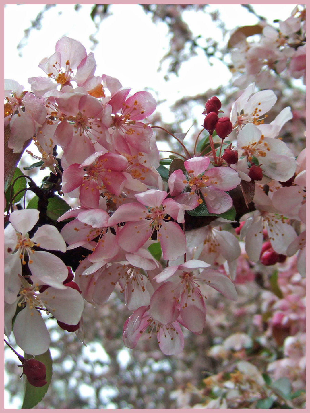 crabapple